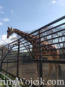 A Trip to See the Animals: Utsunomiya Zoo