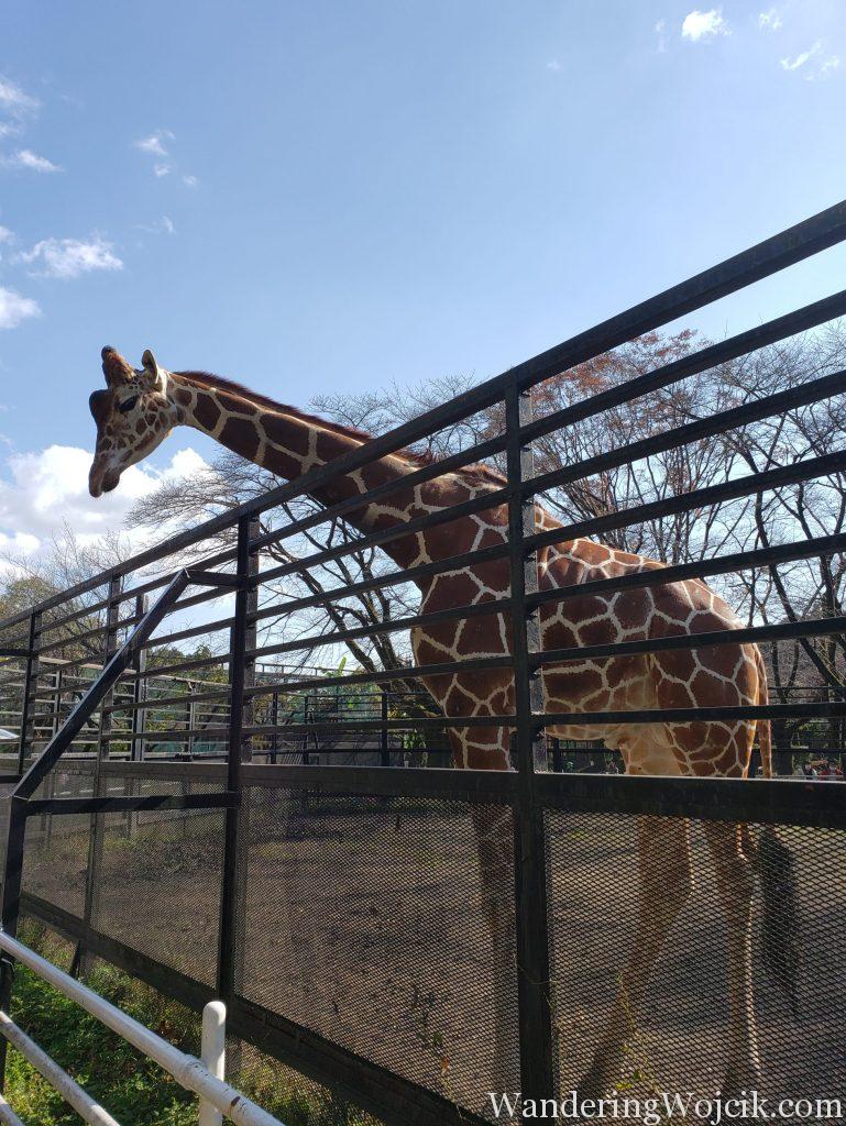 A Trip to See the Animals: Utsunomiya Zoo