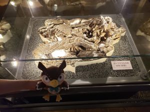 Fossil Fun: Fukui Prefectural Dinosaur Museum